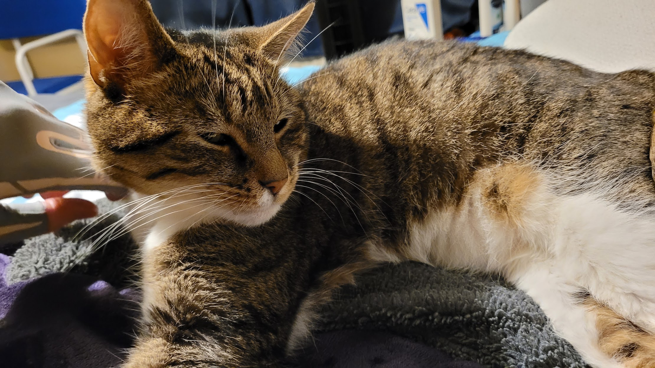 A photo of our cat catten Māui (a common British shorthair tabby cat, with a white underbelly, back legs, chin, and paws ("socks"), and a silvery-brown top coat with darker stripes). The photo shows a close up of him lying on the bed sleepily, where he'd been sleeping next to us as we napped. One front paw is stretched out where he'd stretched as we got up. His eyes are slightly closed, where he's blinky from sleep.